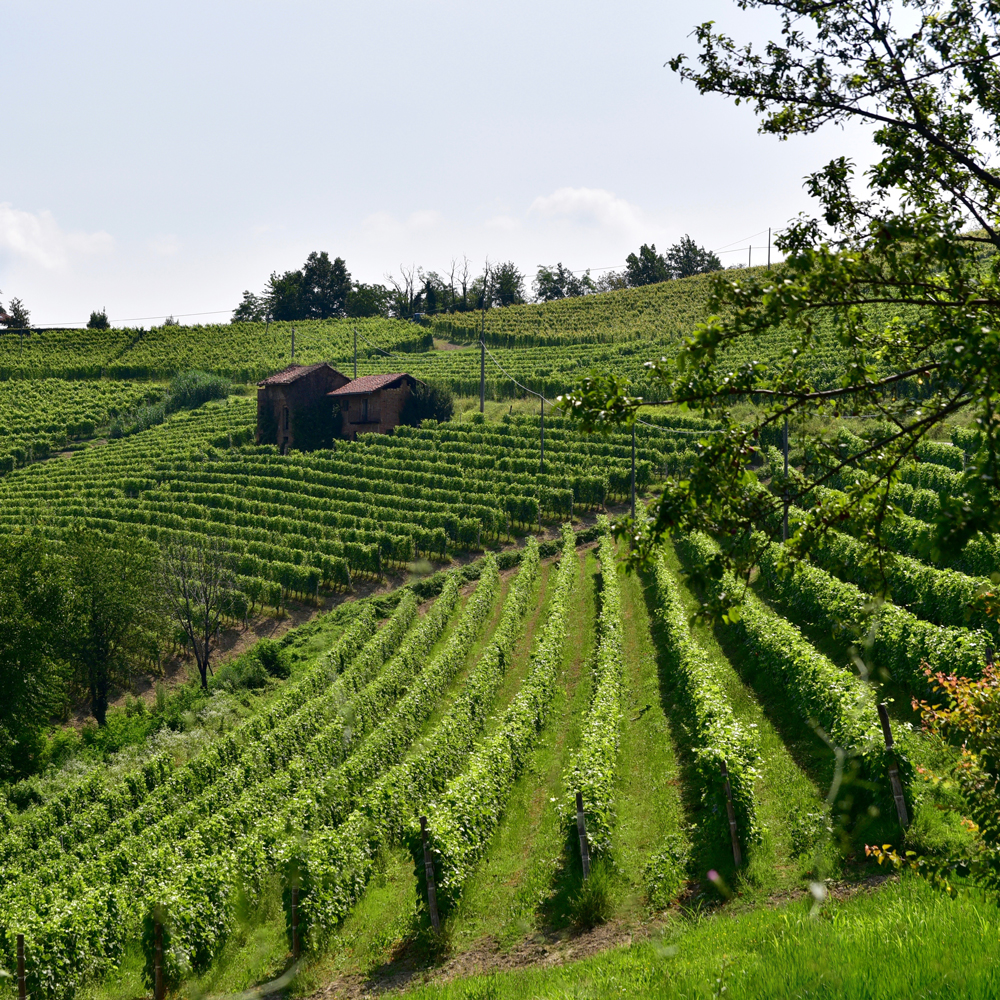 CASTELLO DI PERNO Soc. Agr. Semplice