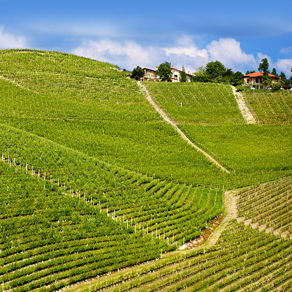 Cavallotto Tenuta Bricco Boschis S.S.A