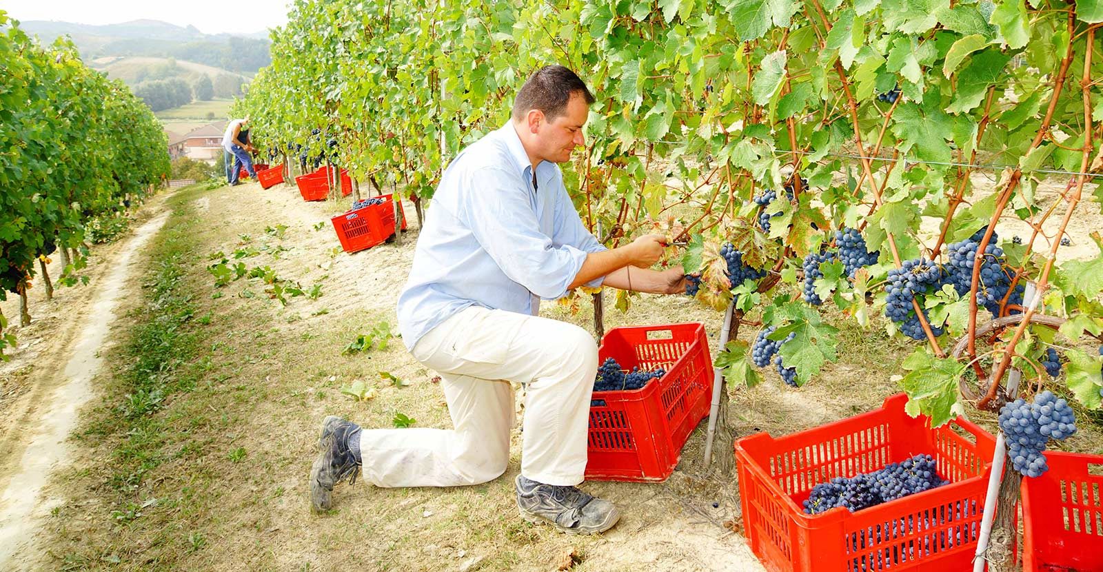 FRATELLI PONTE VINI s.a.s. di Ponte Giuseppe