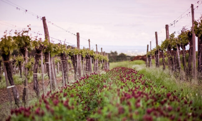 Weingut am Berg - Gruber