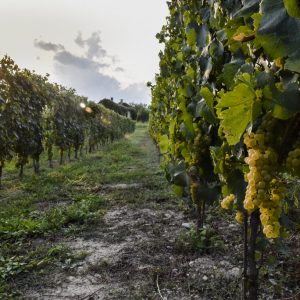 LA PERGOLA Az. Agr. di Taricco Marco