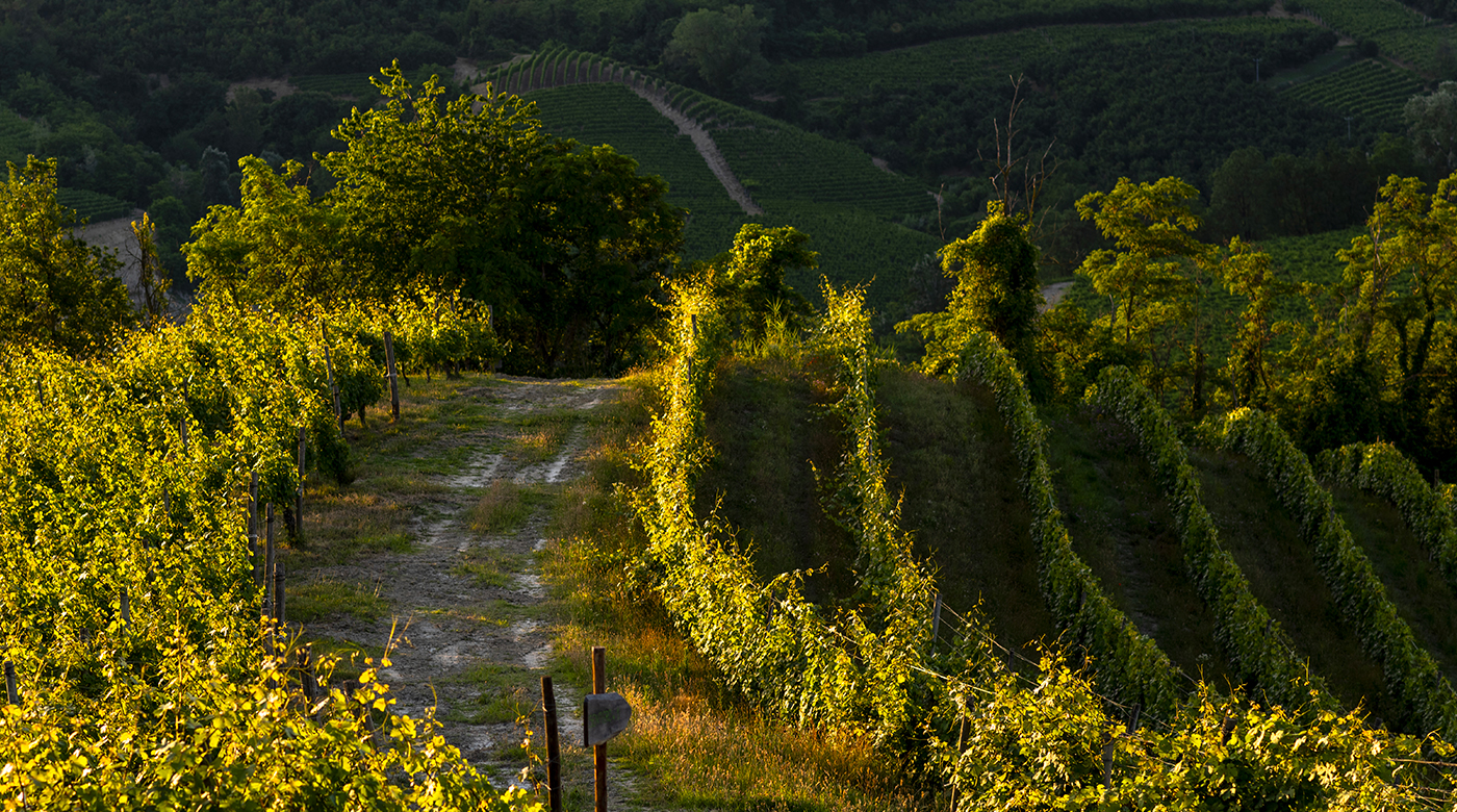 PODERI COLLA s.s.a.