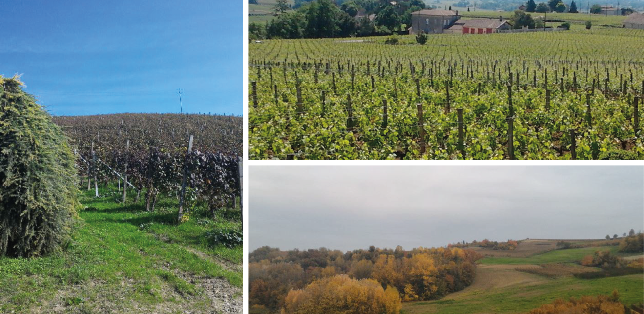 PODERI ELIA s.s.