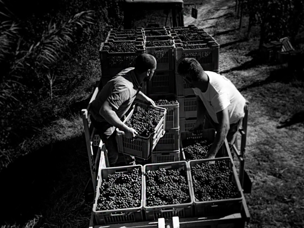 SCARZELLO GIORGIO E FIGLI Az. Agr. di Federico Scarzello