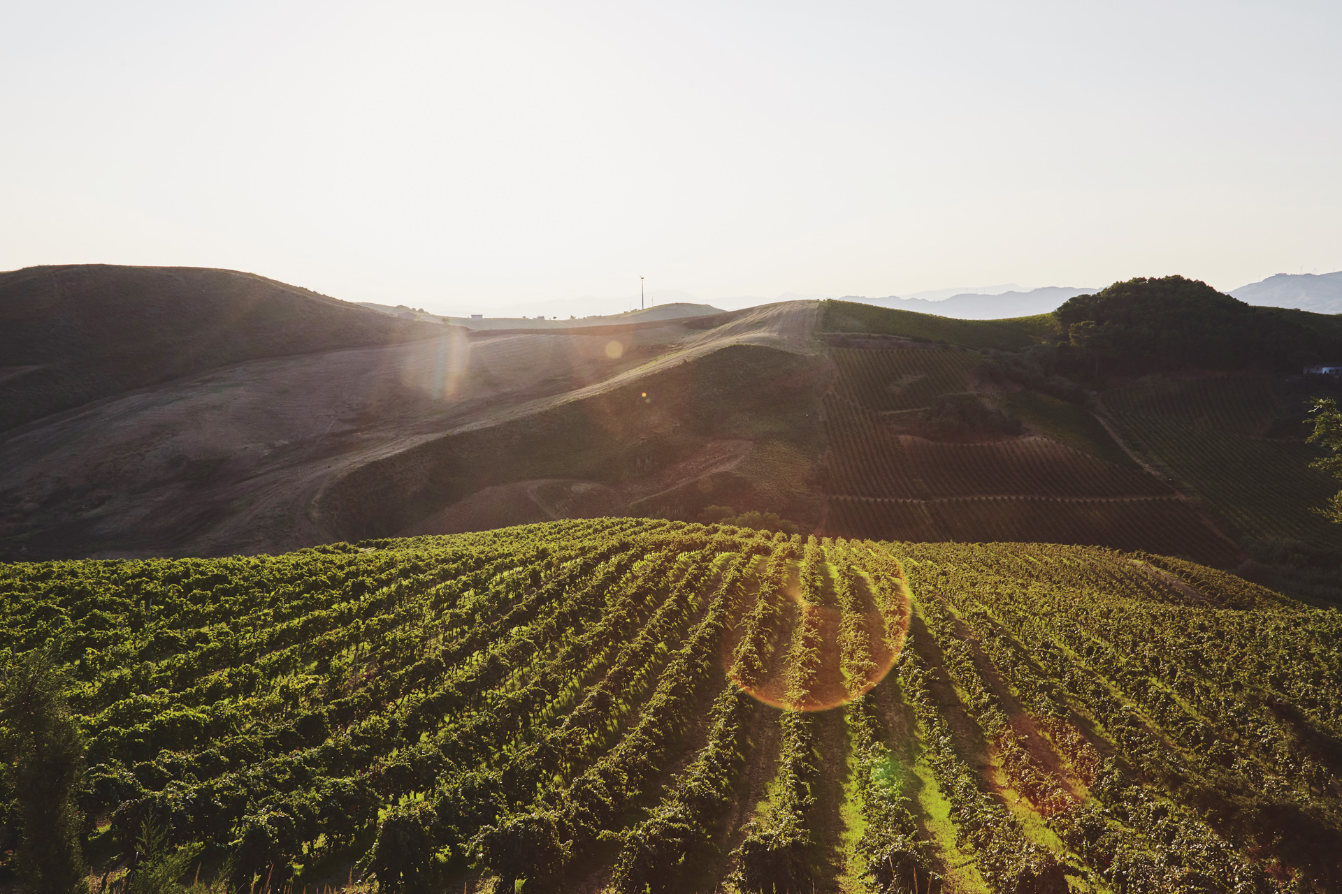 Azienda Agricola del Grillo