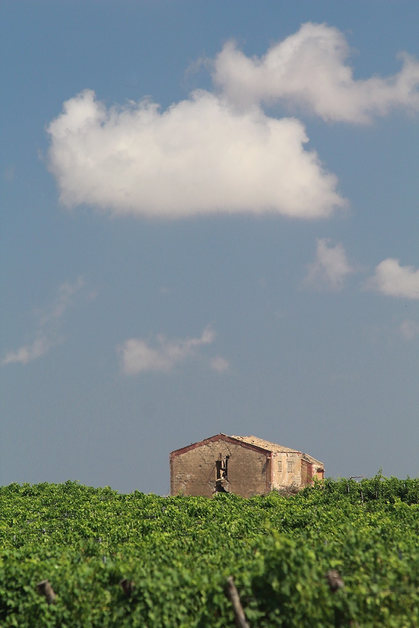 Azienda Vitivinicola Di Legami di Sebastiano Polinas