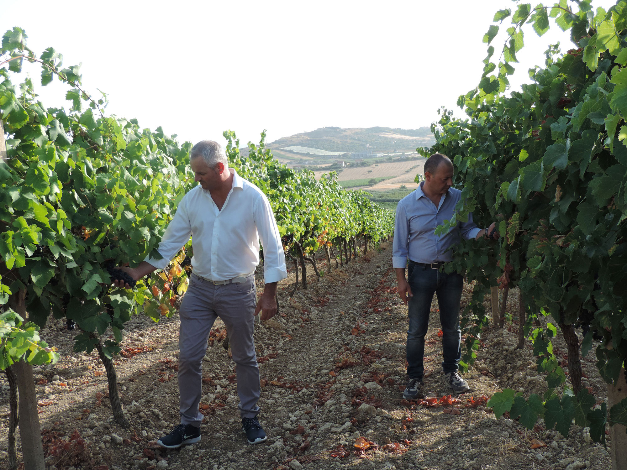 Azienda Vitivinicola Lombardo Società Cooperativa