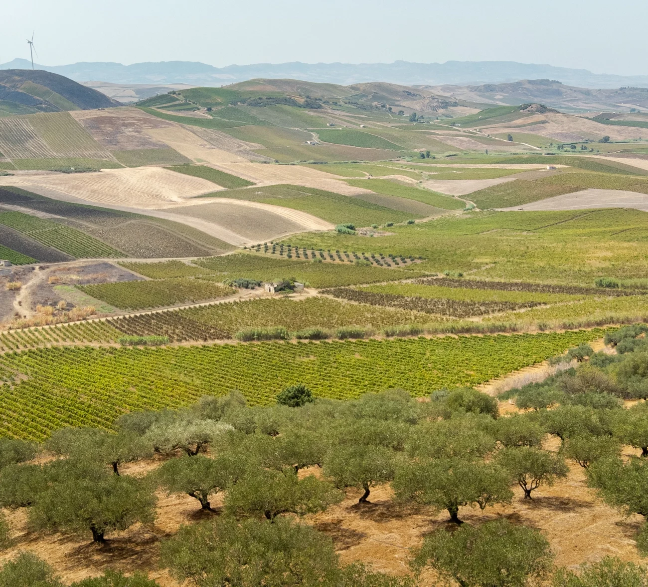 Cantine Rallo Spa-Società Agricola