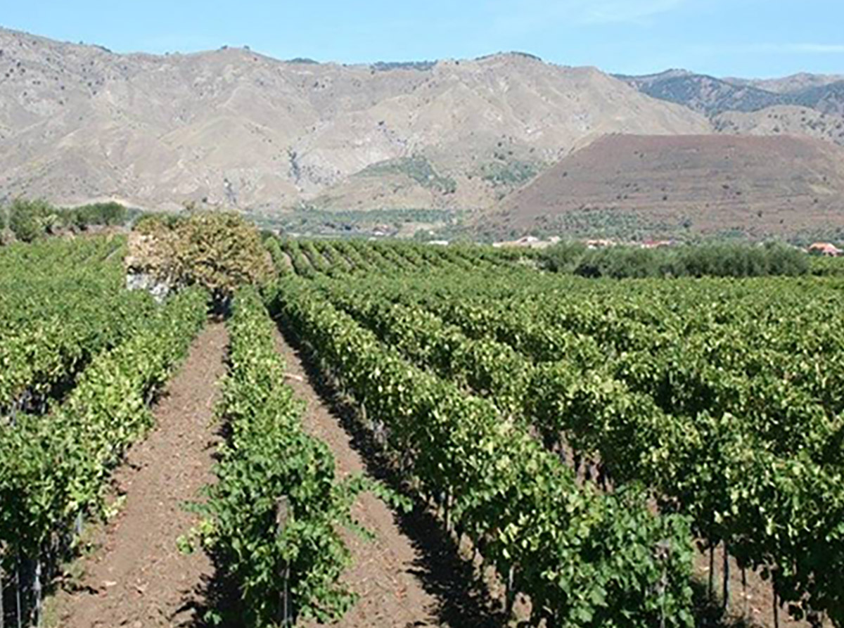 Cantine Valenti Srl Ex Vinicola Valenti
