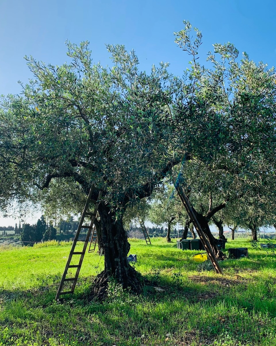 Carbona Società Agricola S.r.l.