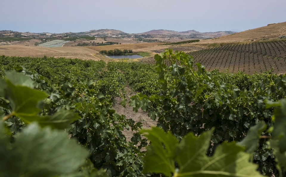 Casa Vinicola Sicania S.r.l.