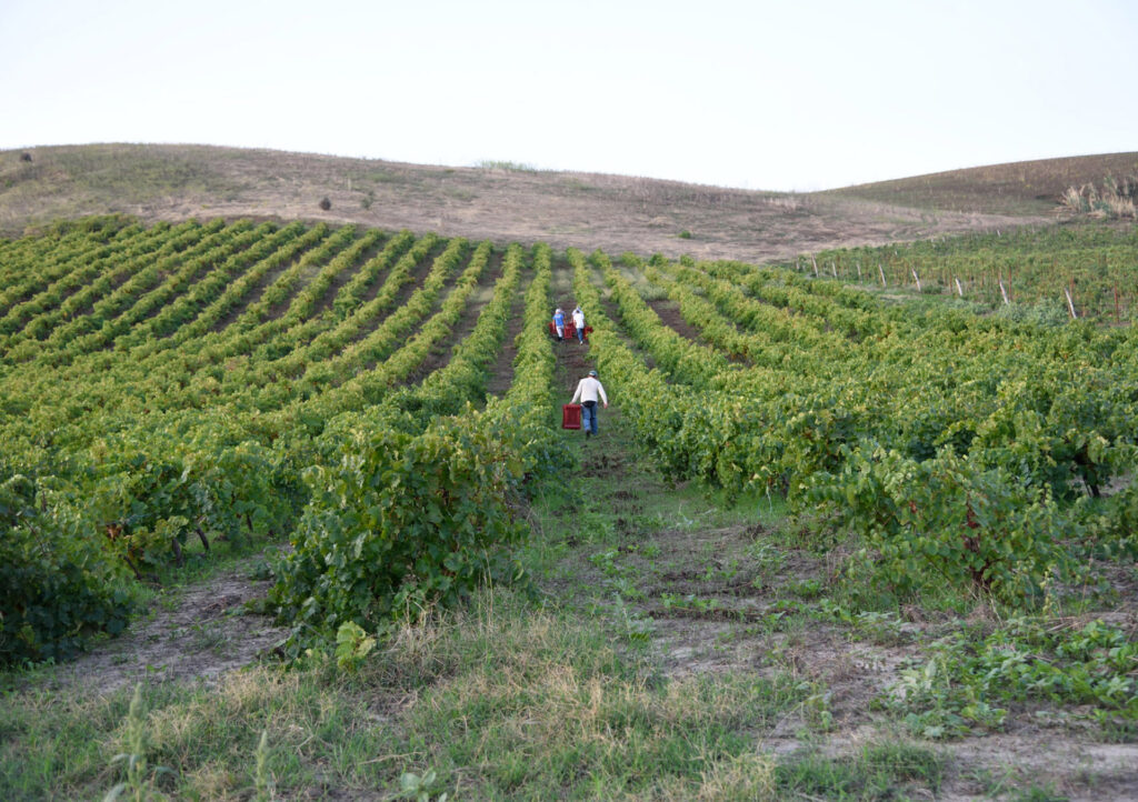 Cooperativa Agricola Valdibella