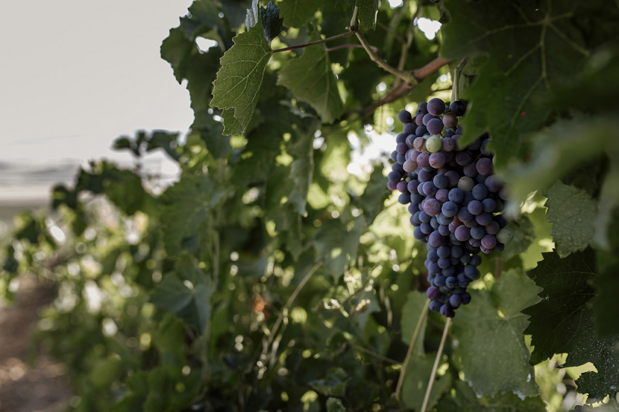 Grottarossa Vini