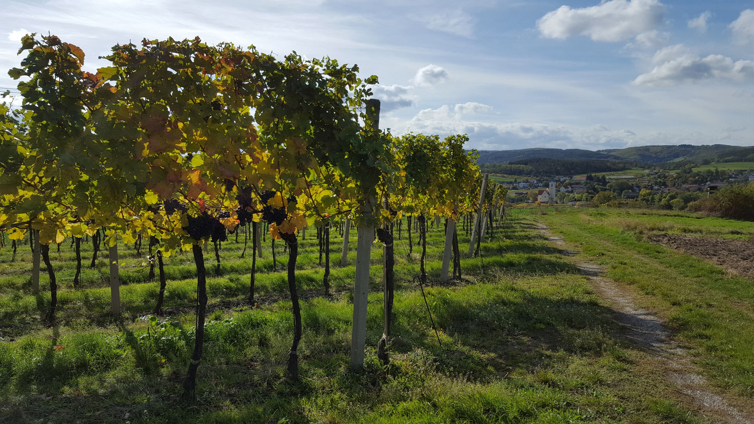 Weinbau und Heurigenlokal Steinschaden-Stifter
