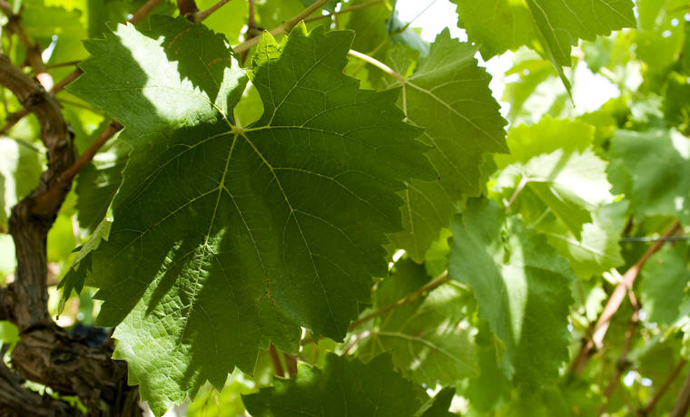 Società Agricola Luna Sicana S.p.a.
