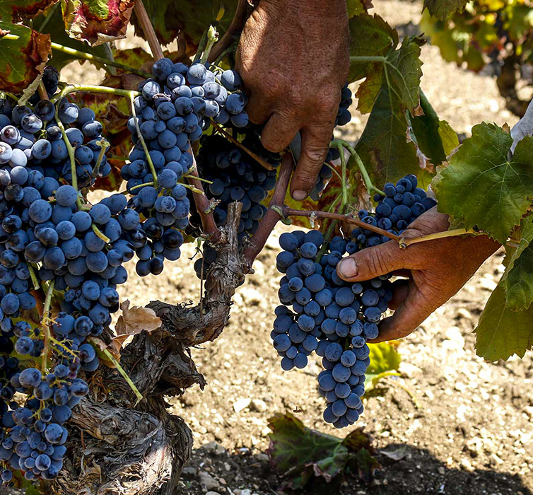 Tenuta Bonivini Noto