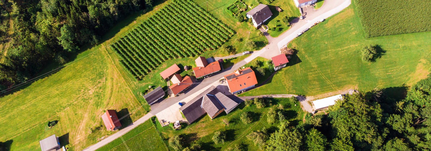 Buschenschank und Weinbau Pühringer