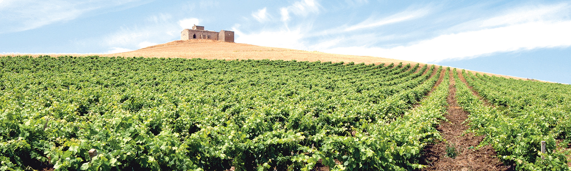 Vinci Vini S.r.l.