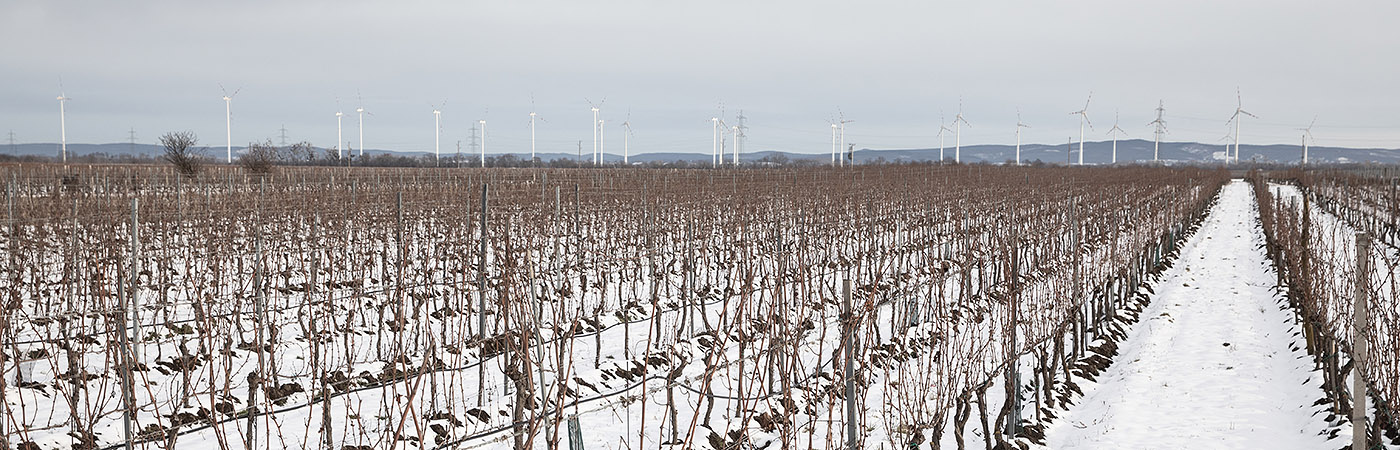 Weingut Schneider