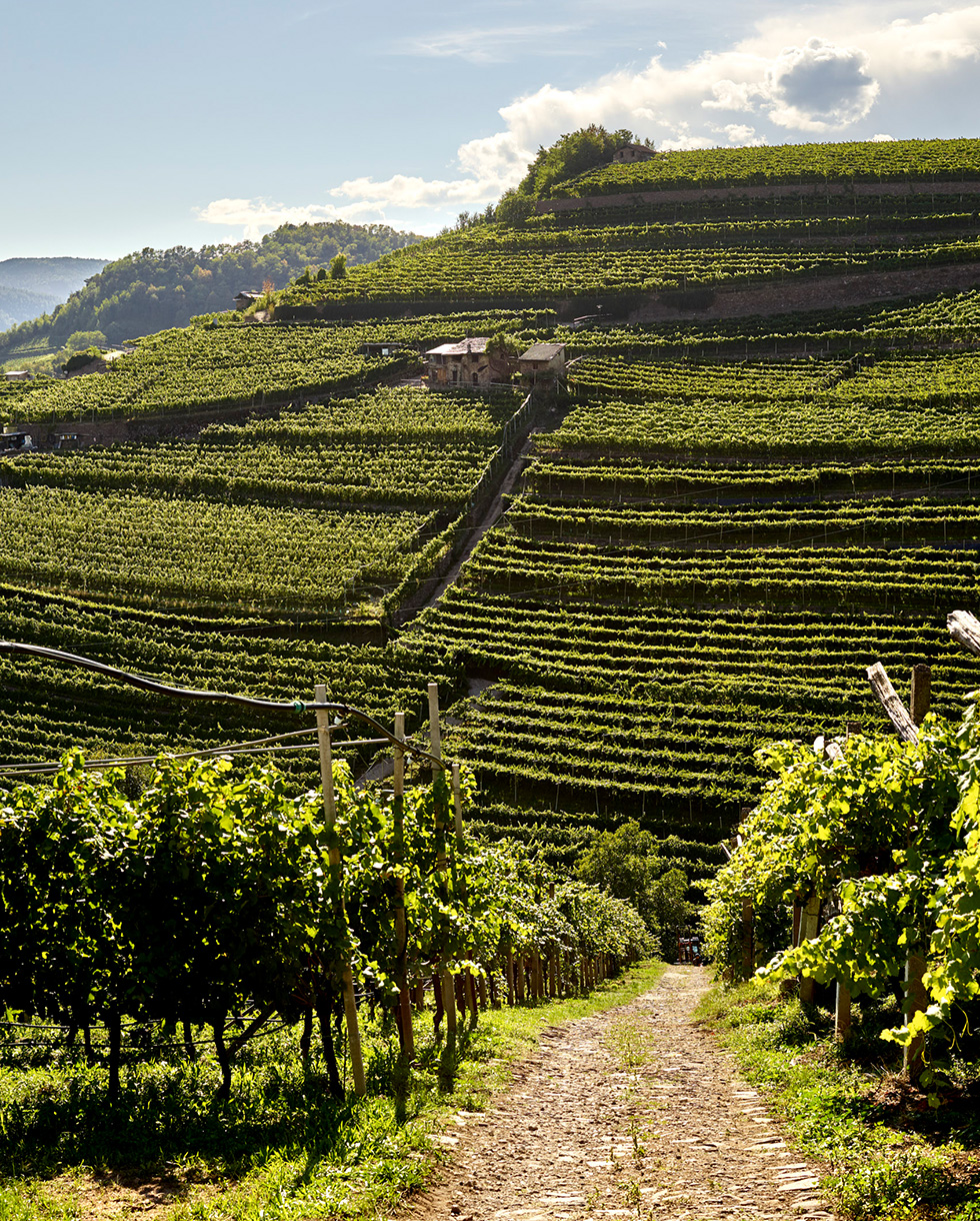 Cembra Cantina di Montagna