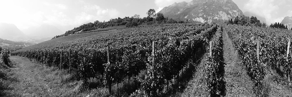 Cantine Levii