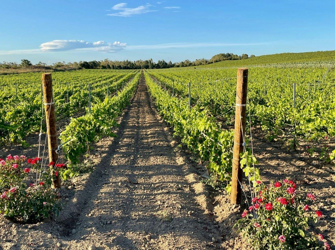 Fattoria di Valiano