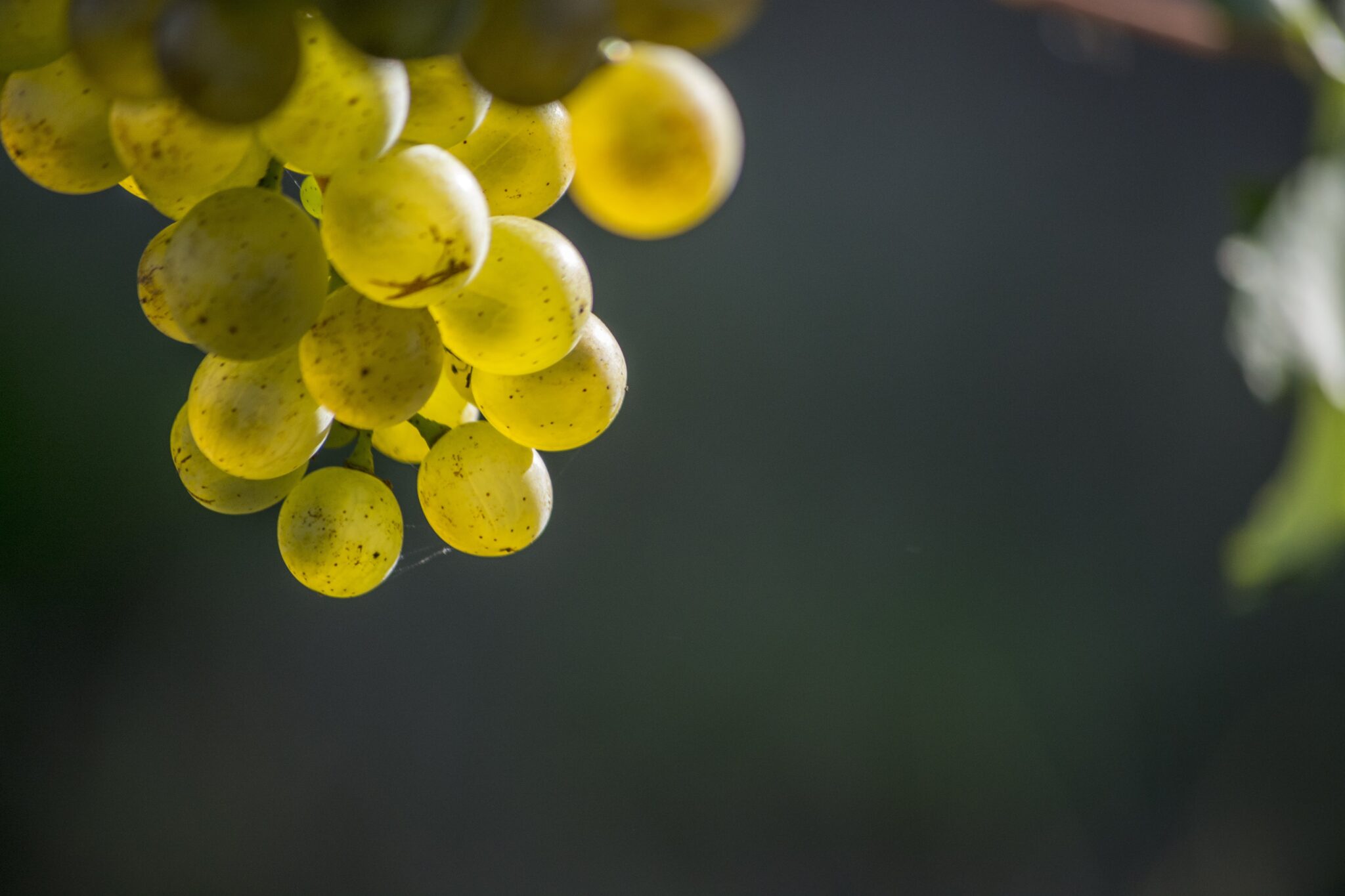 Wein-Gut Linhart