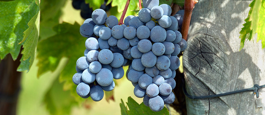 Tenuta Bonomonte