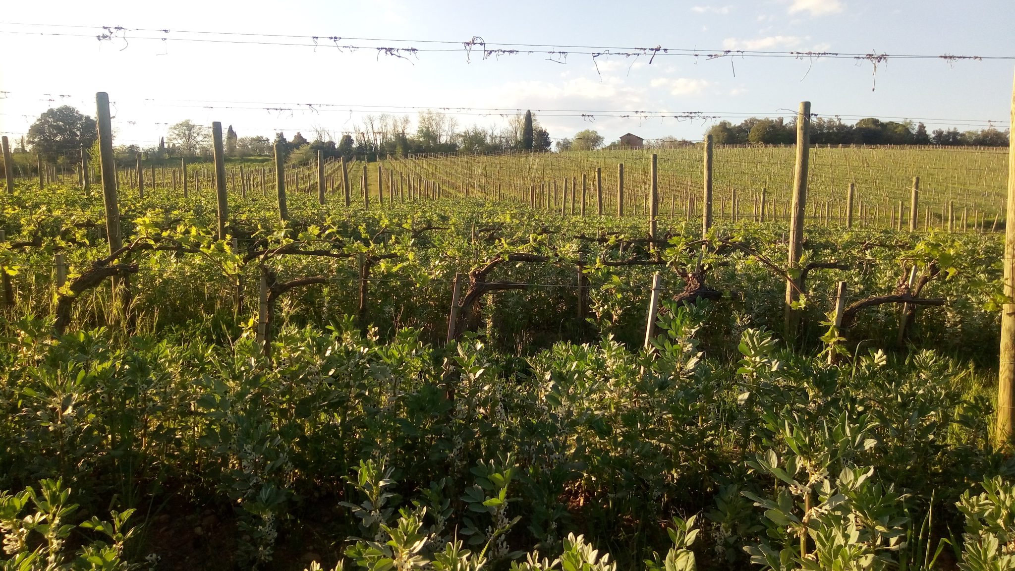 Tenuta Cappellina