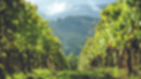 Tenuta Carobbio