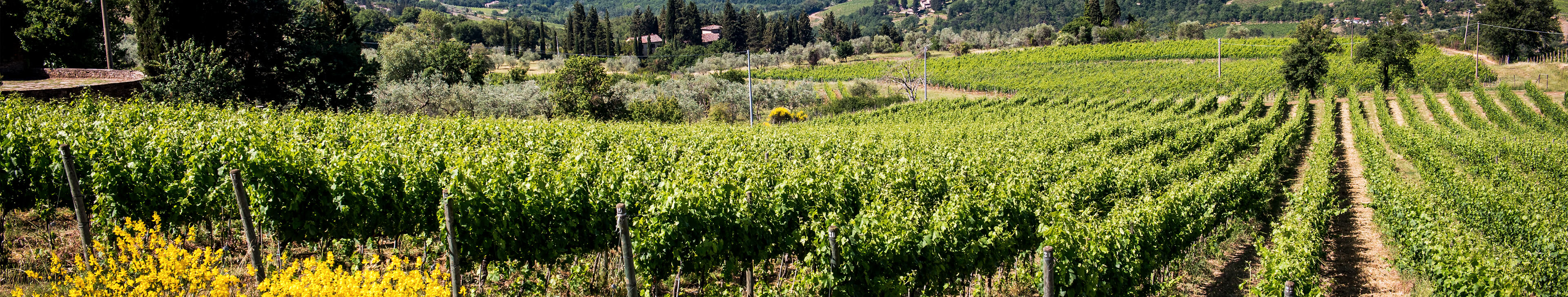 Tenuta Casenuove