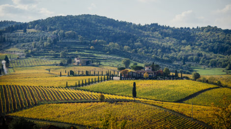 Viticcio