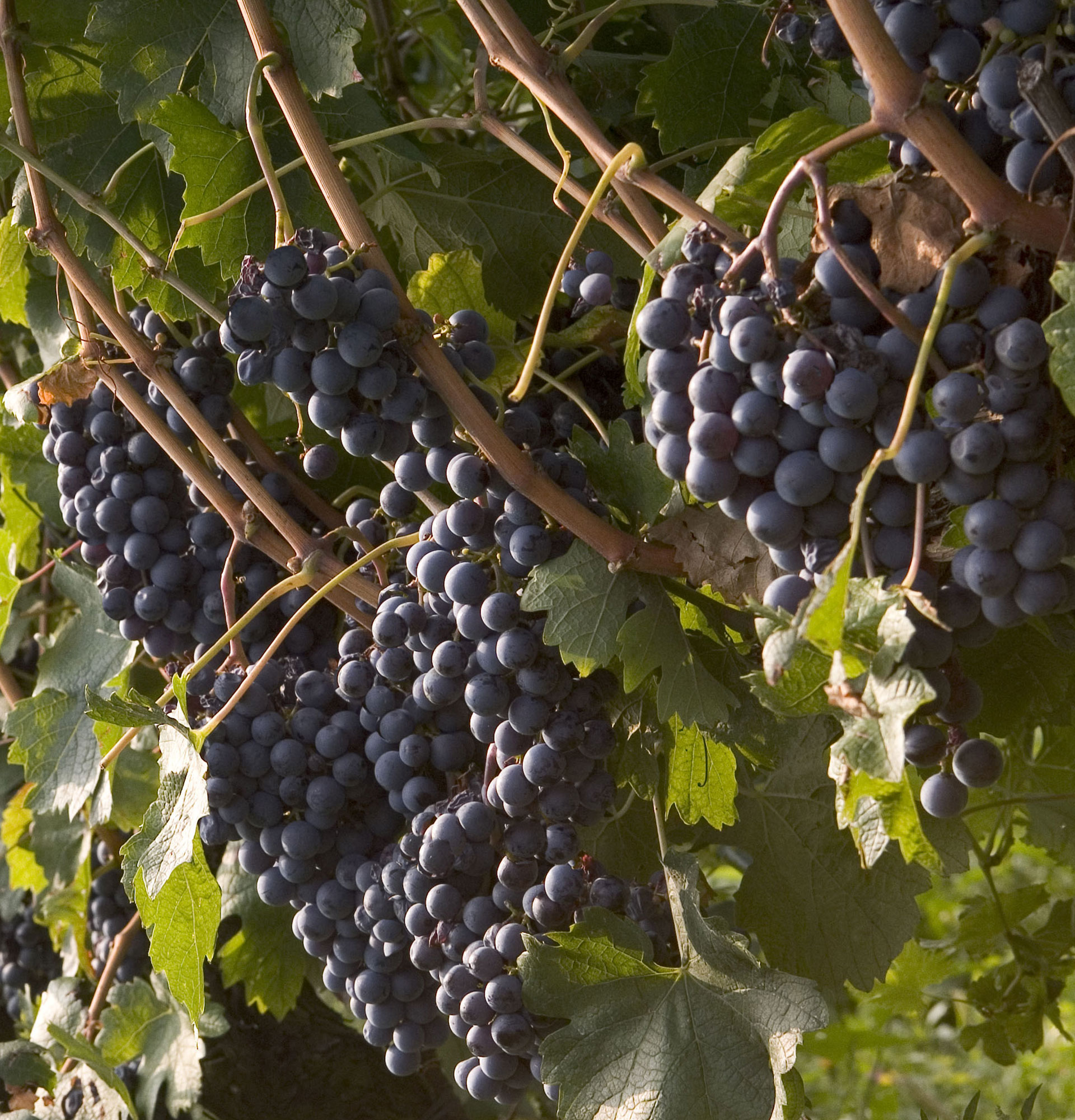 La Riccafana di Riccardo Fratus