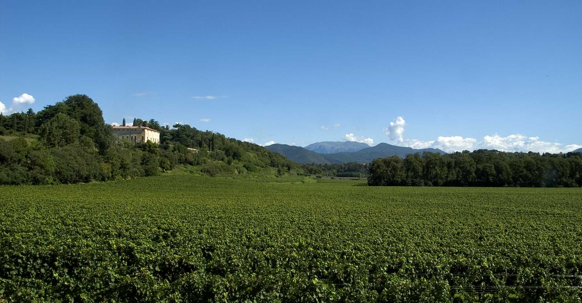 Marchesi Antinori Tenuta Montenisa