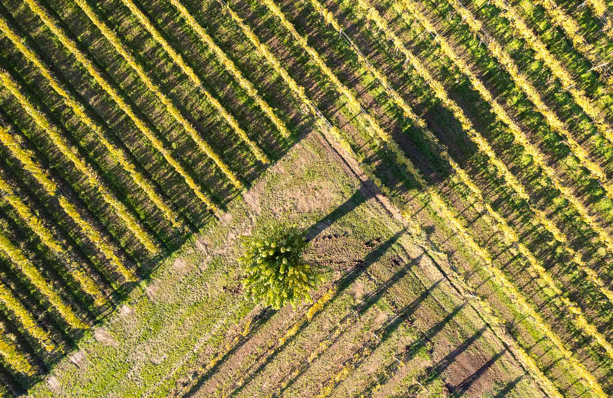 Tenuta Moraschi