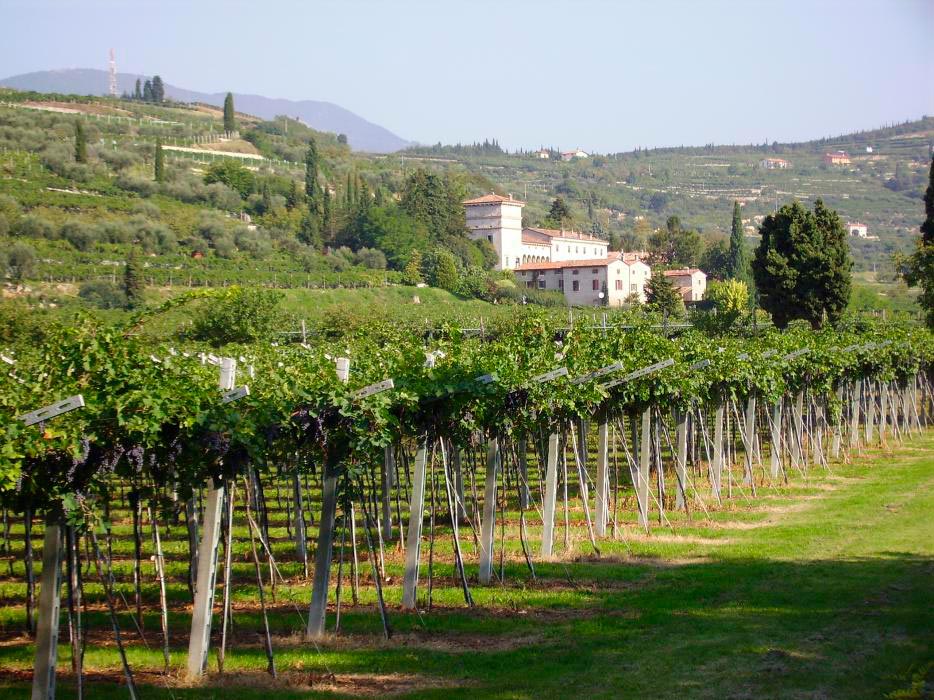 Castellani Michele & Figli