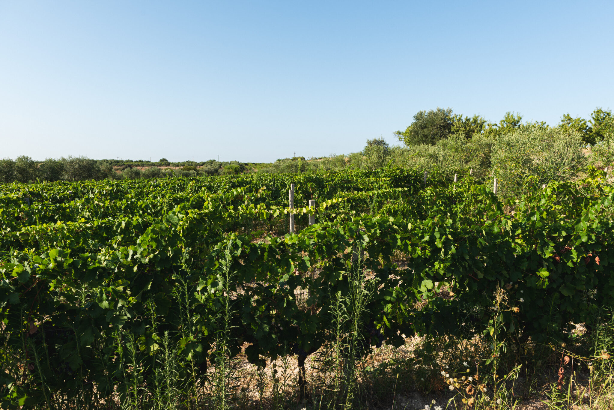 azienda agricola cantina Giara