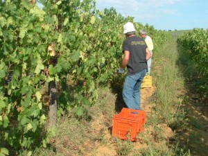 Azienda Agricola Celestina Fe’ di Moira Guerri