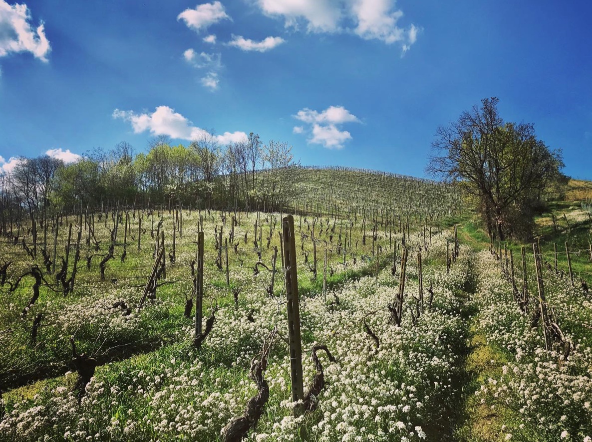 Azienda Agricola Giorgi Luigi-Ca’ Tessitori