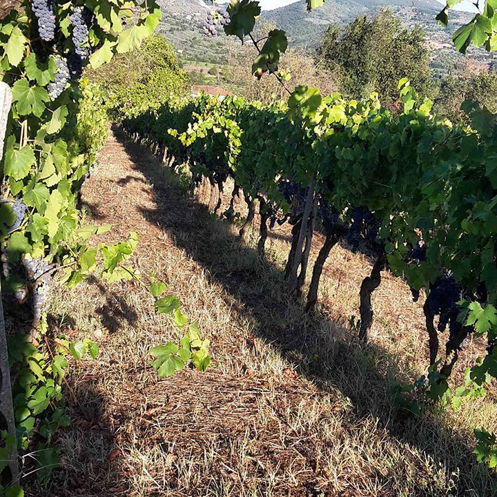 Azienda agricola Maria Ernesta Berucci