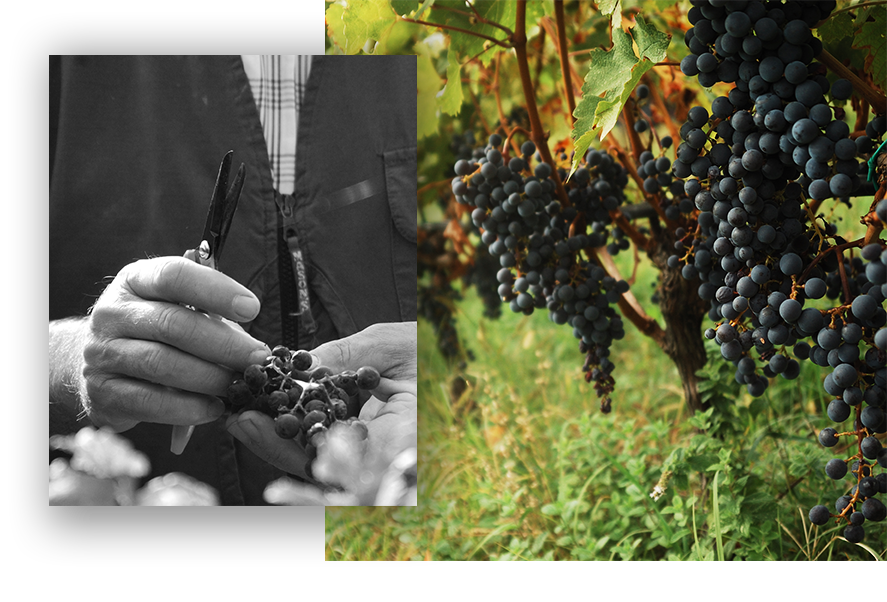 Azienda Agricola Masari Società Agricola Semplice