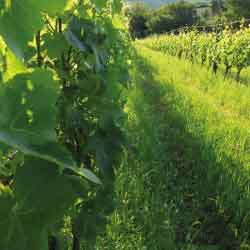 Az Olivitivinicola ”Di Giulia”