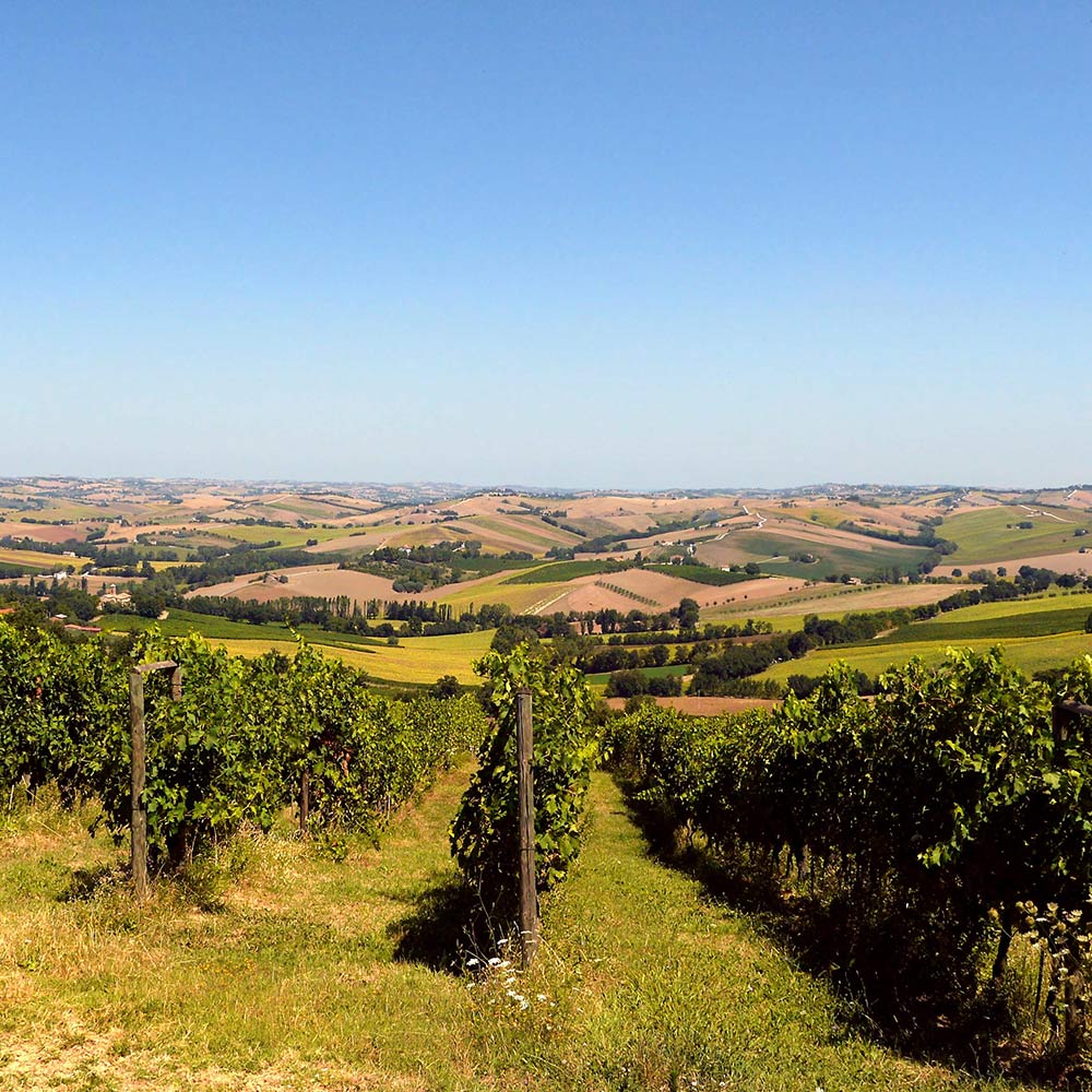 Col di Corte srl Soc. Agricola