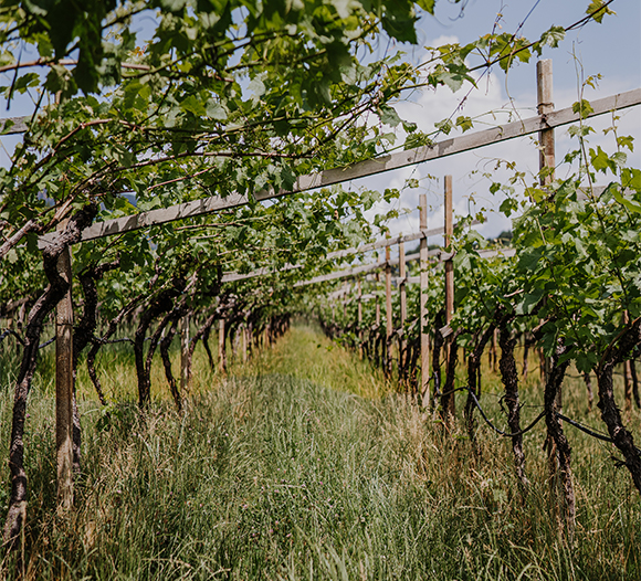 Weingut Klosterhof