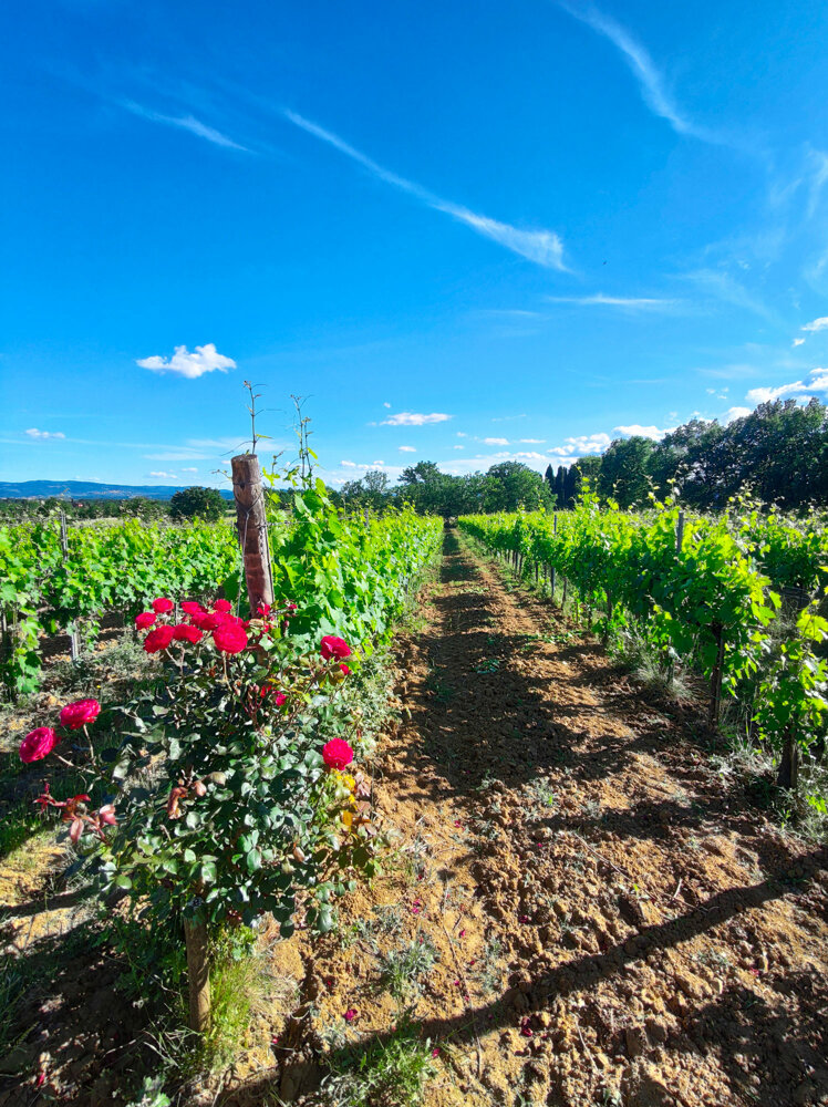 MorandiWine di Morandi Denis