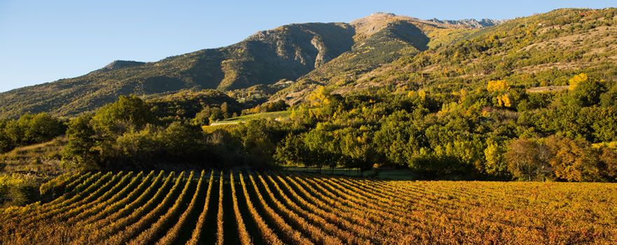OTTIN ELIO SOCIETà SEMPLICE AGRICOLA