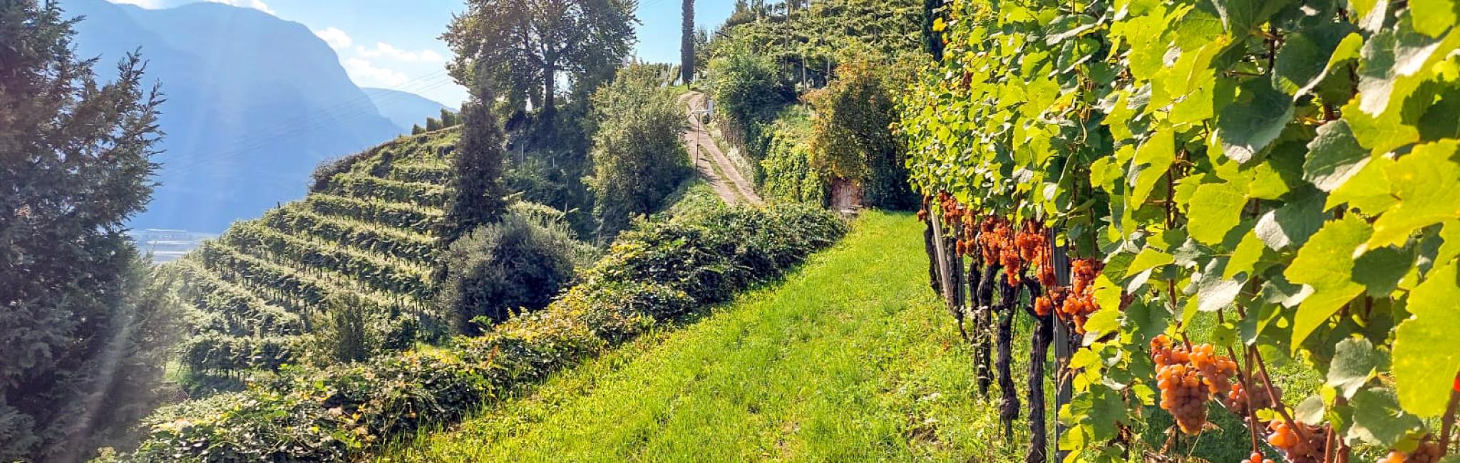 Weinberghof