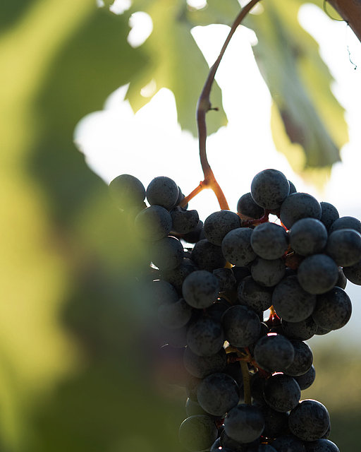 Weingut H. Lentsch