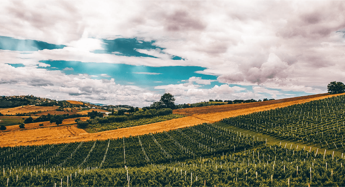 Azienda Agricola Bastianelli Francesco