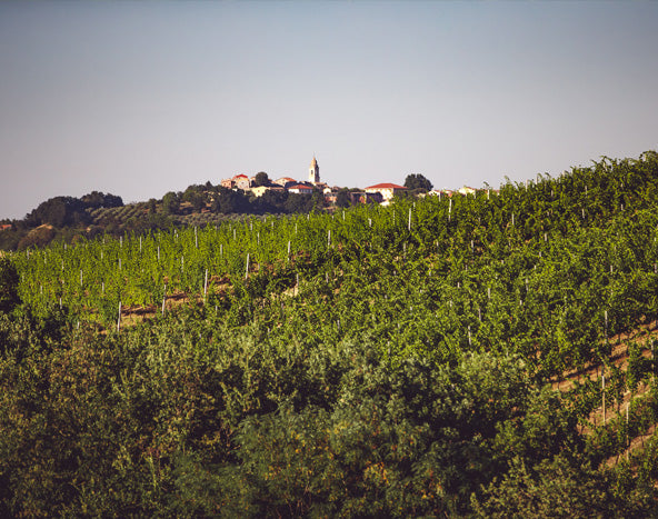 Società Agricola Cignano società semplice